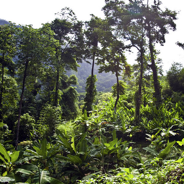 Tobago Rainforest Tour